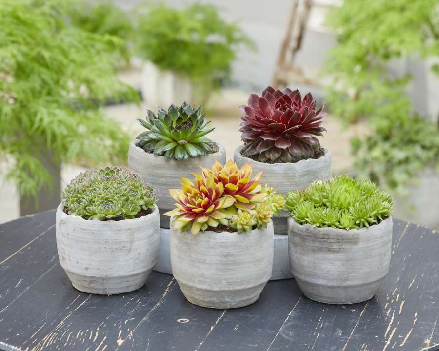 Sempervivum 'Chick Charms' Cowell's Garden Centre